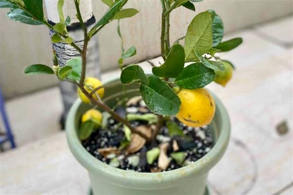 室外柠檬树如何安全过冬,冬季每个月需要浇4-5次水