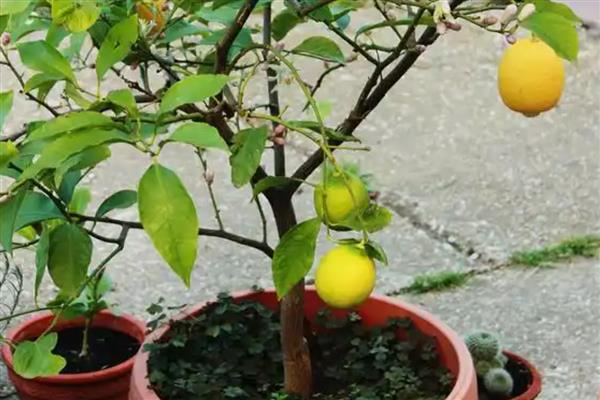 室外柠檬树如何安全过冬,冬季每个月需要浇4-5次水