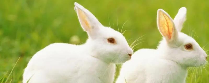 兔子黄尿病治疗用药，可喂服庆大霉素