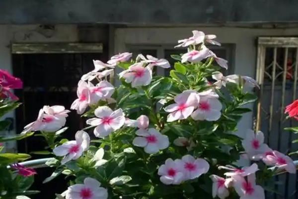 垂吊长春花如何养殖，春秋季节每星期浇水2-3次