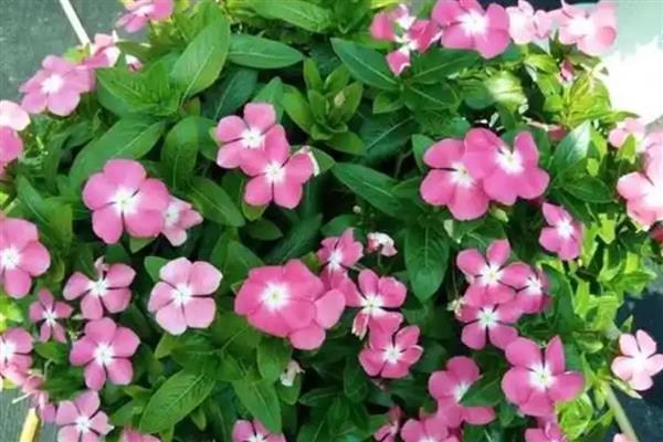 垂吊长春花如何养殖，春秋季节每星期浇水2-3次