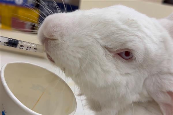 兔子黄尿病治疗用药，可喂服庆大霉素