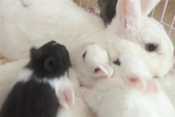 兔子黄尿病治疗用药，可喂服庆大霉素