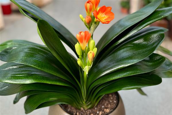 秋季如何养护君子兰,追施磷肥和钾肥可促进生长