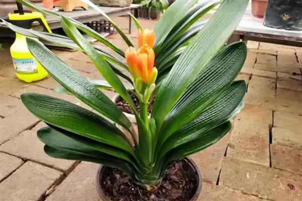 秋季如何养护君子兰,追施磷肥和钾肥可促进生长