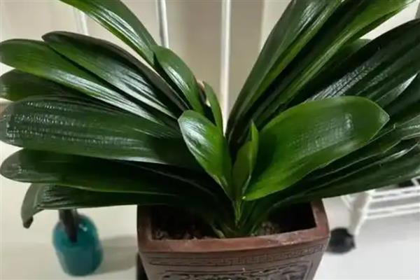 秋季如何养护君子兰,追施磷肥和钾肥可促进生长