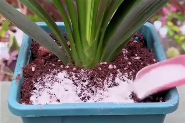 秋季如何养护君子兰,追施磷肥和钾肥可促进生长