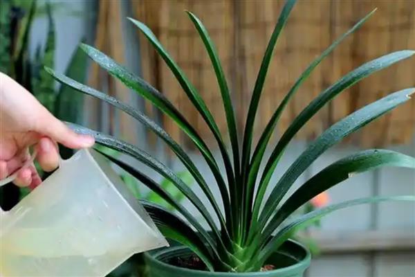 秋季如何养护君子兰,追施磷肥和钾肥可促进生长