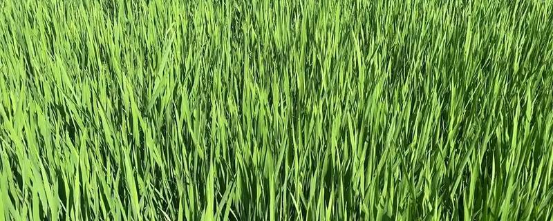 水稻齐穗期打哪种药，应根据生长情况来决定