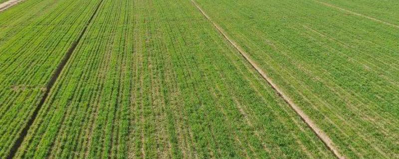 小麦冬天怎么管理，浇灌越冬水与追施尿素可结合进行