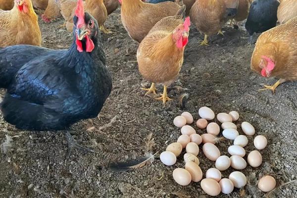 鸡是不是每天都生蛋,产蛋频率高但并非每天都会生产