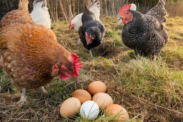 鸡是不是每天都生蛋,产蛋频率高但并非每天都会生产
