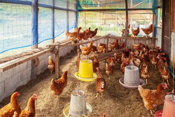 鸡是不是每天都生蛋,产蛋频率高但并非每天都会生产