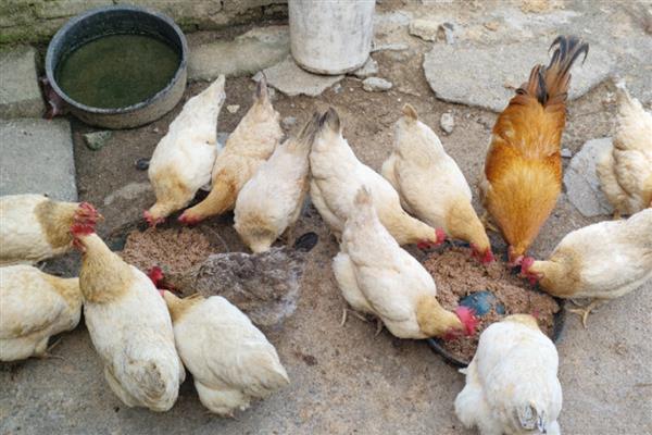 鸡是不是每天都生蛋,产蛋频率高但并非每天都会生产