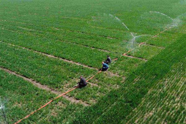 小麦冬天怎么管理，浇灌越冬水与追施尿素可结合进行