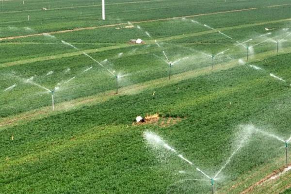 小麦冬天怎么管理，浇灌越冬水与追施尿素可结合进行