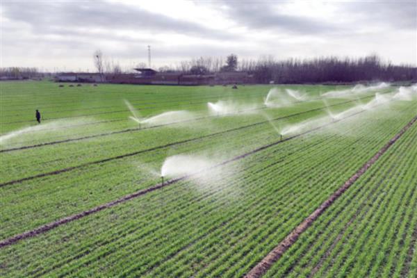 小麦冬天怎么管理，浇灌越冬水与追施尿素可结合进行