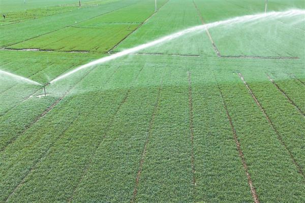 小麦冬天怎么管理，浇灌越冬水与追施尿素可结合进行