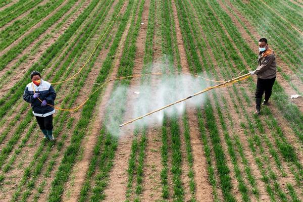 小麦冬天怎么管理，浇灌越冬水与追施尿素可结合进行
