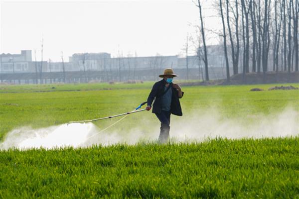 小麦冬天怎么管理，浇灌越冬水与追施尿素可结合进行