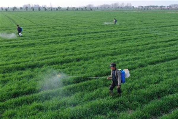 小麦冬天怎么管理，浇灌越冬水与追施尿素可结合进行