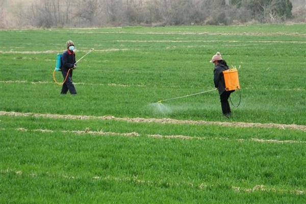 小麦冬天怎么管理，浇灌越冬水与追施尿素可结合进行