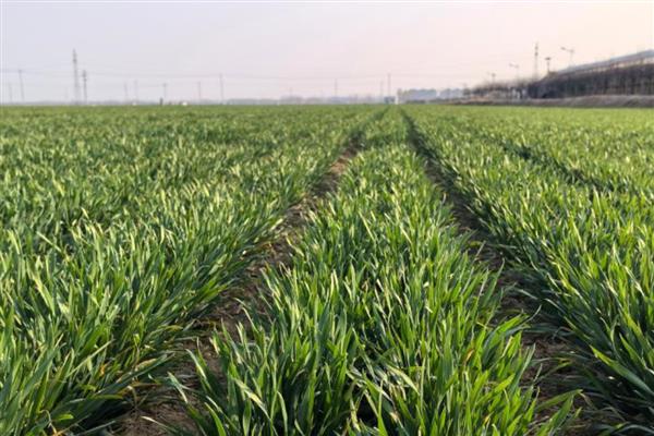 小麦冬天怎么管理，浇灌越冬水与追施尿素可结合进行