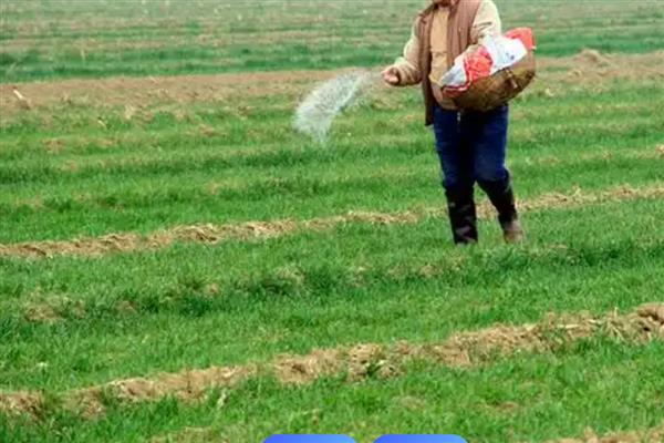 小麦冬天怎么管理，浇灌越冬水与追施尿素可结合进行