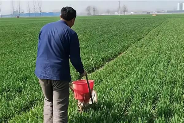 小麦冬天怎么管理，浇灌越冬水与追施尿素可结合进行