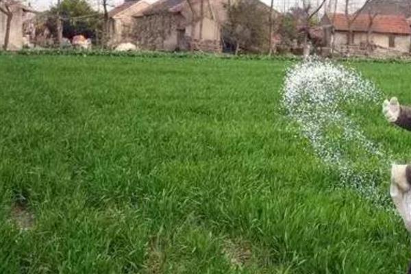 小麦冬天怎么管理，浇灌越冬水与追施尿素可结合进行