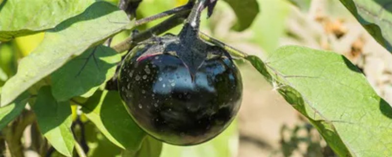 夏季有哪些耐高温蔬菜，有茄子、苦瓜等