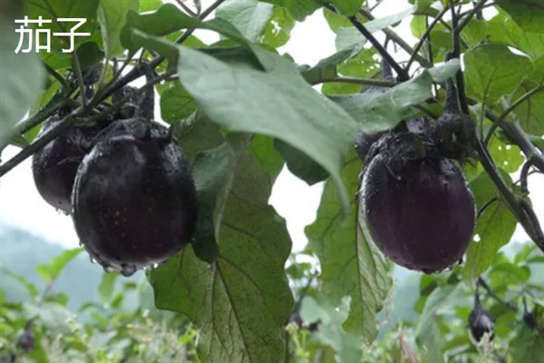 夏季有哪些耐高温蔬菜，有茄子、苦瓜等