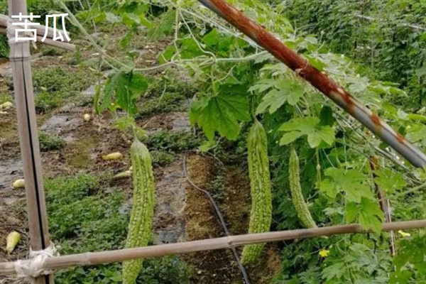 夏季有哪些耐高温蔬菜，有茄子、苦瓜等