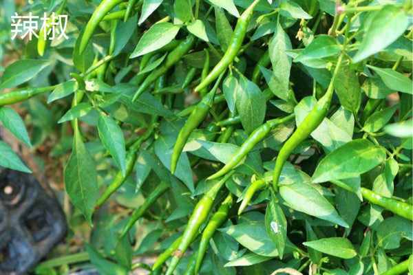夏季有哪些耐高温蔬菜，有茄子、苦瓜等