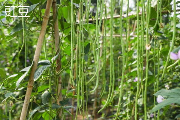 夏季有哪些耐高温蔬菜，有茄子、苦瓜等