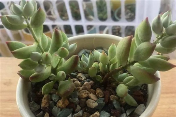 达摩福娘的养殖方法,喜欢在温暖的环境生长