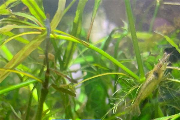刚出生的小虾喂哪种食物，可自行摄食浮游生物和藻类