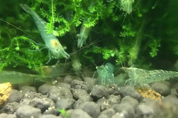 刚出生的小虾喂哪种食物，可自行摄食浮游生物和藻类