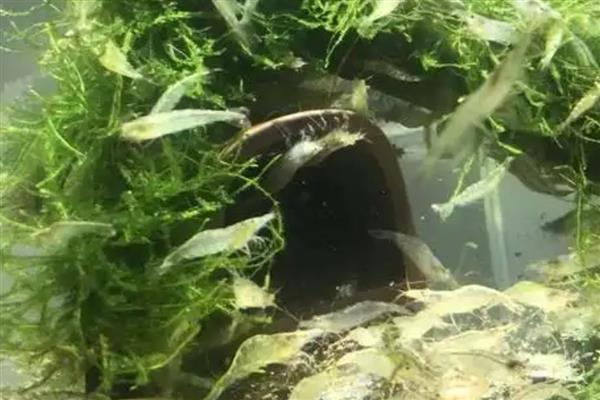 刚出生的小虾喂哪种食物，可自行摄食浮游生物和藻类