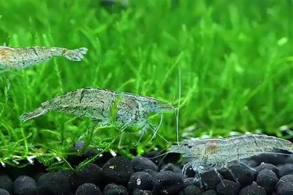 刚出生的小虾喂哪种食物，可自行摄食浮游生物和藻类