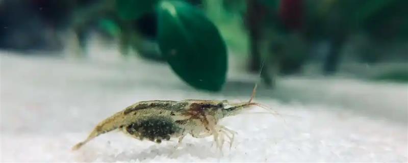 刚出生的小虾喂哪种食物，可自行摄食浮游生物和藻类
