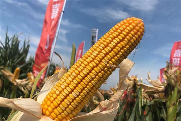 适合山东种植的高产玉米品种，有金海5号、先玉335等