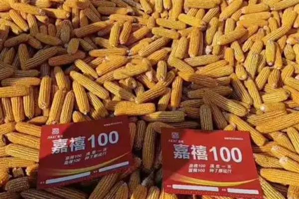 适合山东种植的高产玉米品种，有金海5号、先玉335等