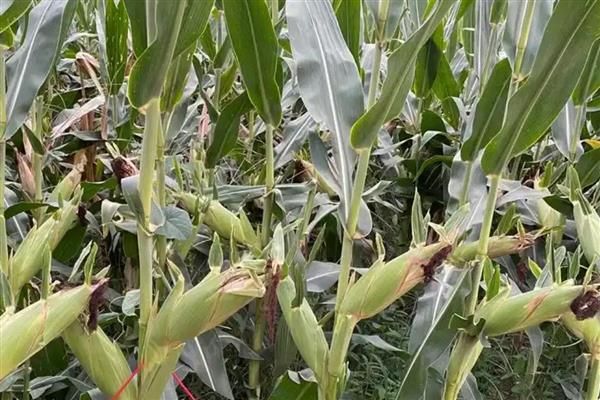适合山东种植的高产玉米品种，有金海5号、先玉335等