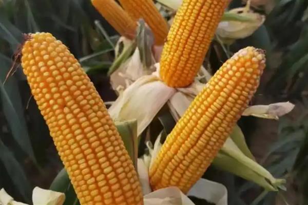 适合山东种植的高产玉米品种，有金海5号、先玉335等