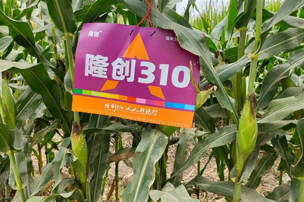 适合山东种植的高产玉米品种，有金海5号、先玉335等