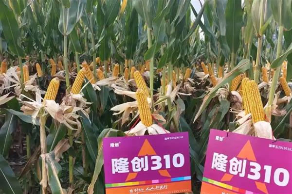 适合山东种植的高产玉米品种，有金海5号、先玉335等