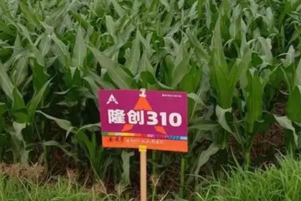 适合山东种植的高产玉米品种，有金海5号、先玉335等