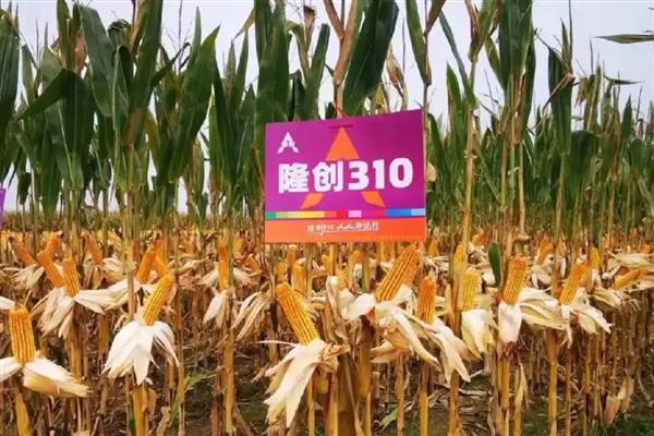 适合山东种植的高产玉米品种，有金海5号、先玉335等