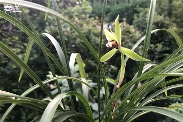 兰花有什么象征，代表典雅、手足情深等含义